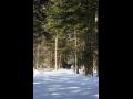 내소사 전나무 숲길의 겨울 썸네일 이미지