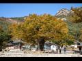 내소사의 석포리 당산나무 썸네일 이미지