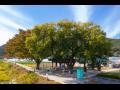 감교리 회시마을 당산나무 3그루 썸네일 이미지