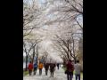 개암동 벚꽃 축제를 즐기는 관광객들 썸네일 이미지
