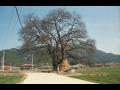 우동리 우동 마을 선돌과 짐대, 당산나무 [1991] 썸네일 이미지